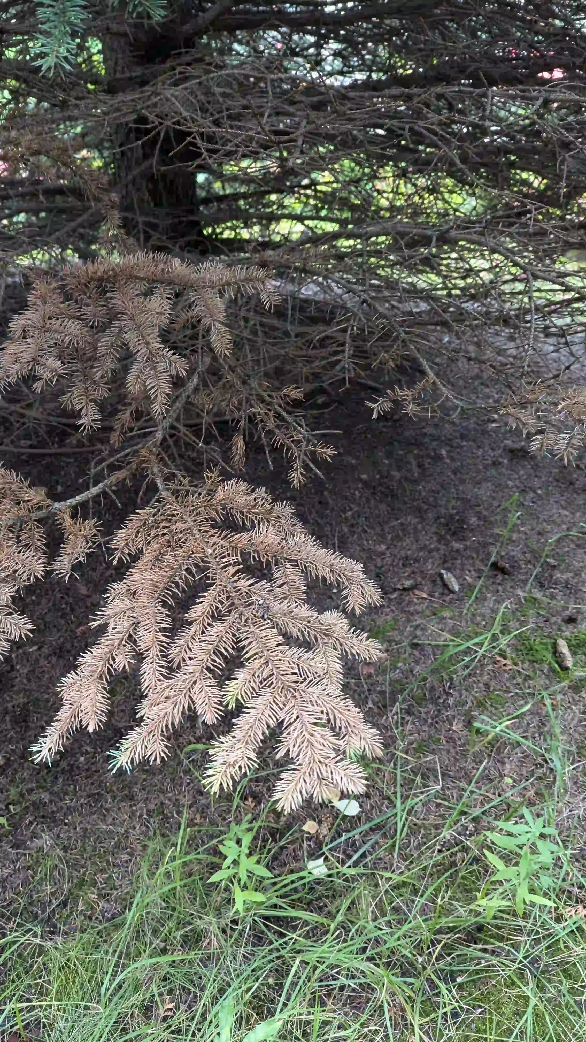 Болезни нижнего яруса в г. Подольск